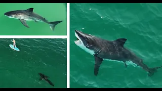 Great White Shark Takes Bite at Kelp & Incredible Slow Motion Footage