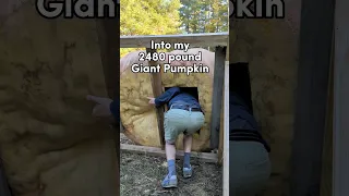 Going inside my 2480 pound Giant Pumpkin