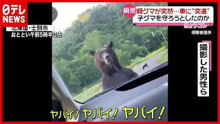 【瞬間】親グマが突然車に“突進”  子グマ守ろうと？（2021年8月2日放送「news every. 」より）