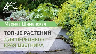 Топ-10 растений для переднего края цветника