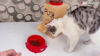 Cómo hacer un dispensador casero de comida para tu gato