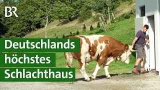 Tierschutz: Stressfreie Schlachtung von Weidetieren auf dem Bergbauernhof | Unser Land | BR