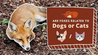 Are Foxes Related to Dogs or Cats? The Absolute Answer