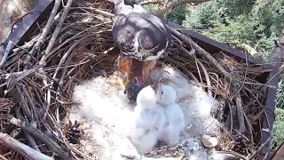 Eurasian Hobby (Falco subbuteo), nesting season 2023, Czechia, platform no. 2 (part 5)