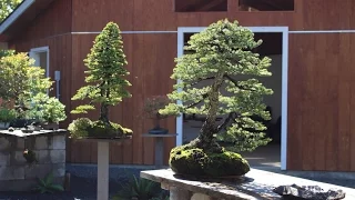 Michael Hagedorn's bonsai garden