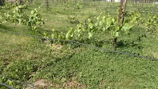 Заморозки в июне, Беларусь. Состояние виногралника в начале лета