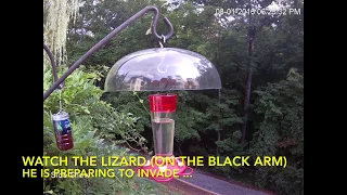 Hummingbird vs Lizard