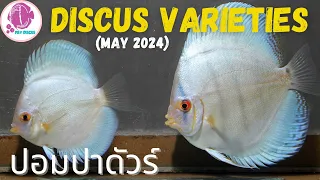 DISCUS FISH Varieties ​@PandYDiscusFarm (ปลาปอมปาดัวร์)