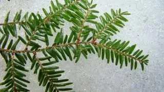 Introduction to Identification and Ecology of Northeastern Conifers