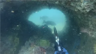 I shot My PB Gag Grouper in Shallow Water! (Spearfishing Florida Gulf)