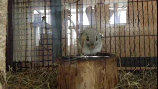 円山動物園　エゾモモンガ　もぐもぐタイム