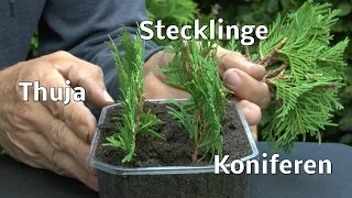 Thuja Stecklinge von Koniferen ganz einfach vermehren zeigt der Gärtner