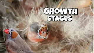 A Closer Look at the Growth Stages of Zebra Finches