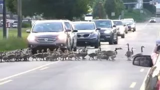 Geese Crossing - Camp Hill, Pa 5/26/16