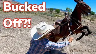 Herding Cattle onto the Mountain: Vlog 25