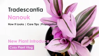 New plant introduce Tradescantia Nanouk Care Tips, Prunning and Propagation | Plant Vlog 2022