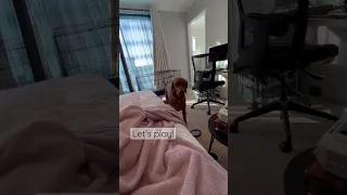 My Vizsla forcing me to get up from bed!☀️