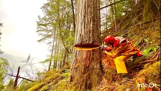 Rainy day for a Timber Cutter | Heli Logging