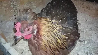 Hühner integrieren