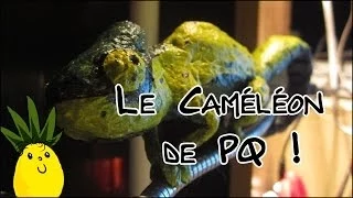 Tuto : Caméléon en papier toilette