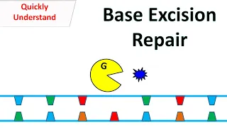 Base excision repair