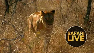 safariLIVE  - Sunrise Safari - August 30, 2018