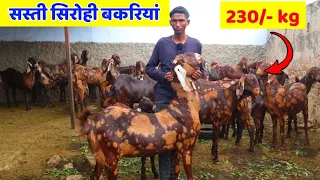 बढ़िया सिरोही बकरियां सस्ते दामों पर #sastibakri #सिरोही #sirohigoat #harishyadav