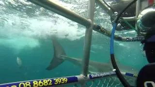 Great Whites off Neptune Island, South Australia