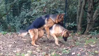 German Shepherd Male Try to Mating Female Dog