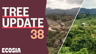 This is what happened to forest 2 years after in Indonesia | Tree Update 38