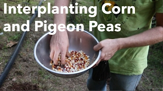 Interplanting Corn and Pigeon Peas