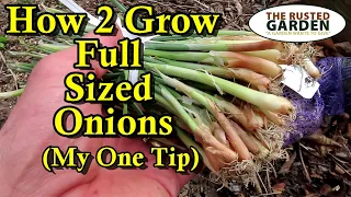 How to Plant Onion Sets Correctly for Full Sized Onions: Fertilizing, Watering, Spacing, & Depth