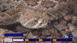 Experts offer advice on rattlesnake season safety in Las Vegas