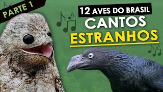 12 AVES do Brasil com CANTOS ESTRANHOS #1 | Pássaros com vocalização estranha ou diferente