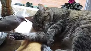 Dove annoying the cat again (troll dove)