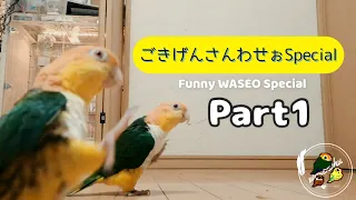 ごきげんさんわせぉSpecial！1【シロハラインコ/caique parrot】