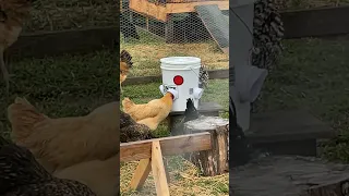 Chickens first day after hurricane Ian