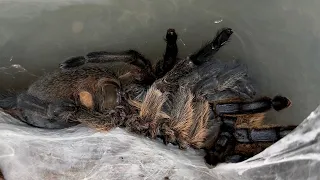 Harpactira pulchripes update.