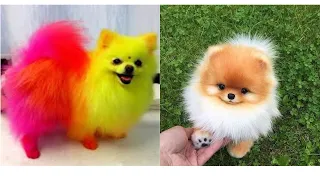 Funny and Cute Pomeranian || Cute and Funny Dog Videos || Dog videos 2021 #4