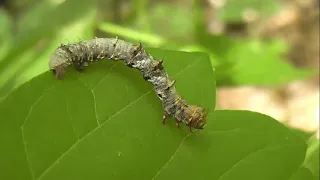 ГУСЕНИЦЫ: Phigalia pilosaria (Пяденица-Шелкопряд Волосистая)