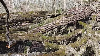 Washout Exposes Tree Roots and Creates Tunnel