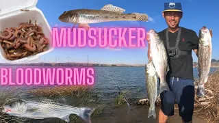 Fishing at Rio Vista HWY 160 / Sherman Island for Striped Bass Using Bloodworms and Mudsuckers! 2021