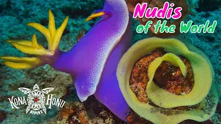 Nudibranchs of Hawaii, Fiji & Phillipines | Kona Honu Divers