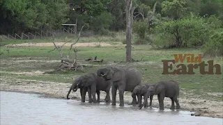 WildEarth - Sunrise - 12 November 2021