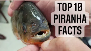 Top 10 Piranha Facts You Didn’t Know - Red Bellied Piranha, Black Piranha and Mega Piranha