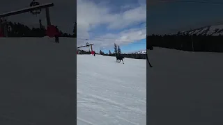 Moose Chases Skiers Down Mountain