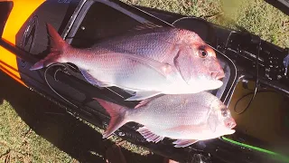 Catching Snapper on the drop