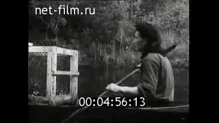 1956г. Иркутская обл. бобры  в водоемах