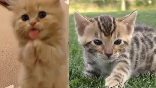 Baby Cats - Cute and Funny Cat Videos Compilation 2020