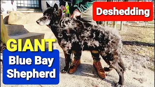 Deshedding GIANT Blue Bay Shepherd - How I Do It